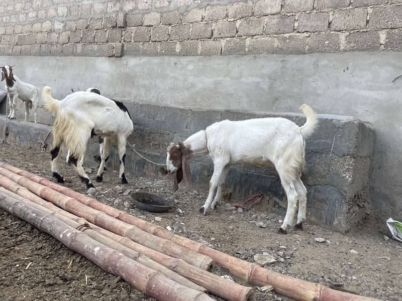 Goats For Sale 3