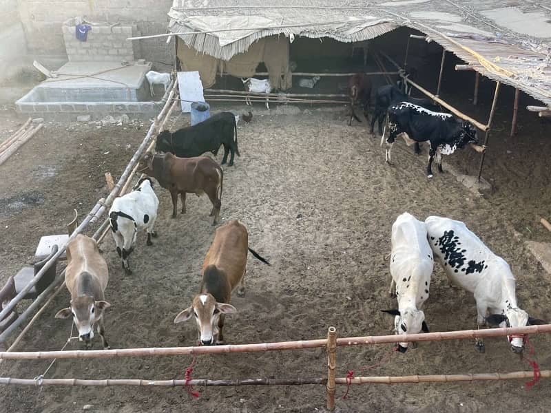 Goats For Sale 14