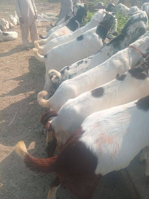 qurbani  ki eid k liy tyar hy 10 or 11 month k 2