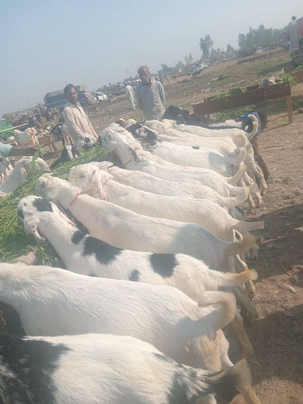 qurbani  ki eid k liy tyar hy 10 or 11 month k 3