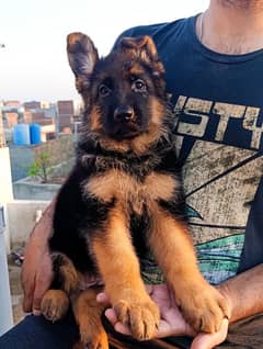 German Shepherd Stock Hair Female Puppy