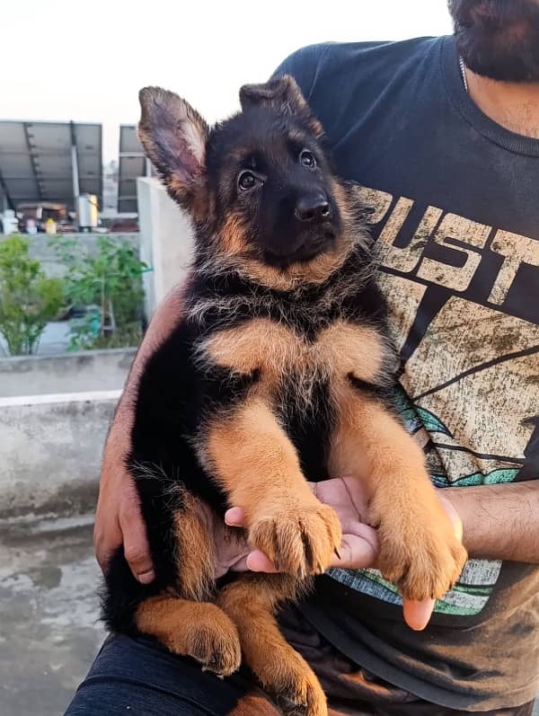 German Shepherd Stock Hair Female Puppy 1