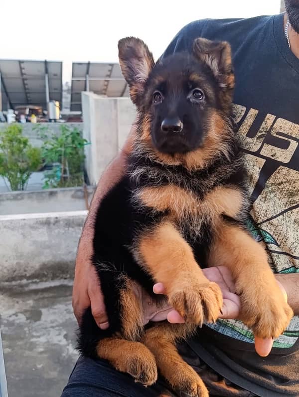 German Shepherd Stock Hair Female Puppy 2