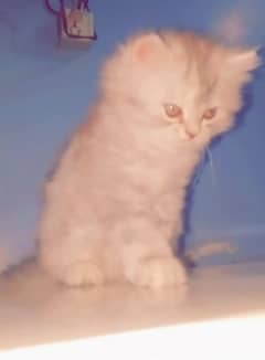 Persian Kitten