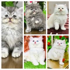 Persian Kittens | Punch Face | Triple Coated | Kittens | 03124188513