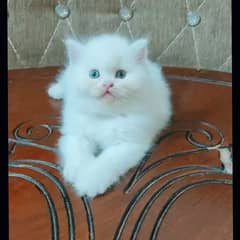 My WhatsApp number  persian kitten for urgent sale Beautiful