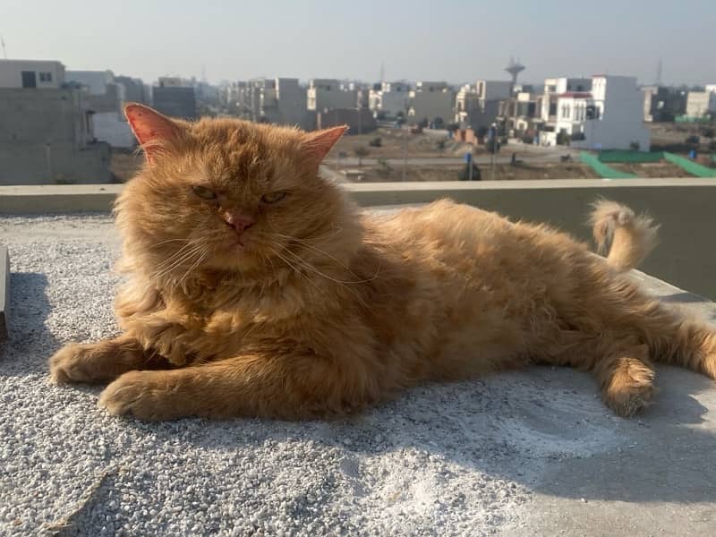 persian cat 3