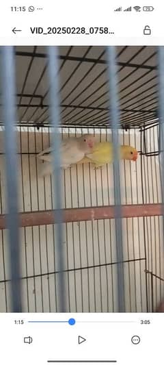 beautiful lovebirds setup for urgent sale