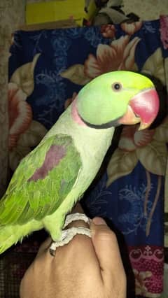 Kashmiri RAW PARROT