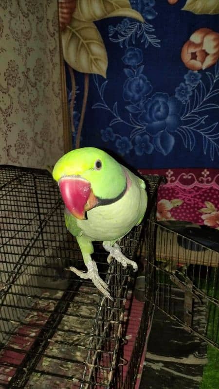 Kashmiri RAW PARROT 1