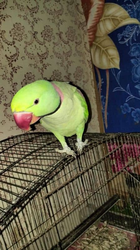 Kashmiri RAW PARROT 3