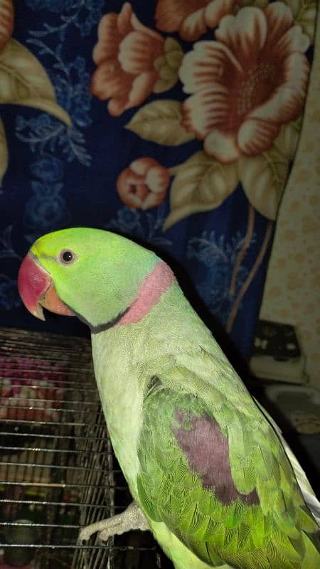 Kashmiri RAW PARROT 4