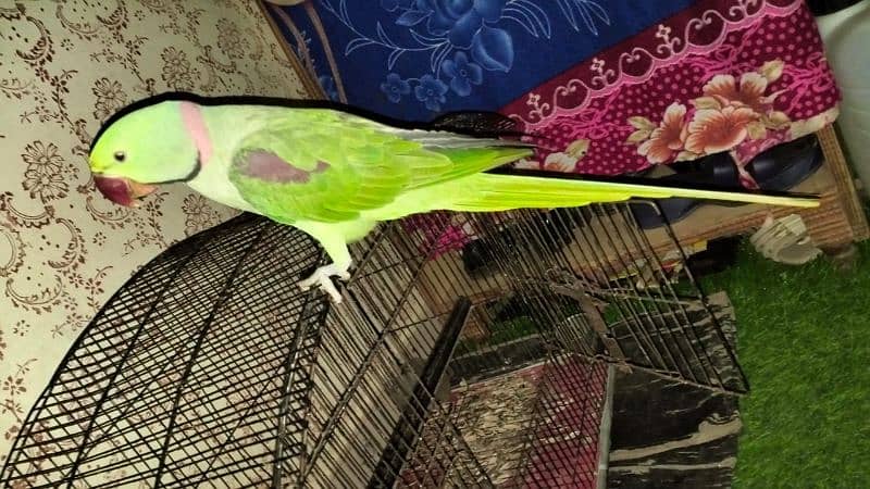 Kashmiri RAW PARROT 5