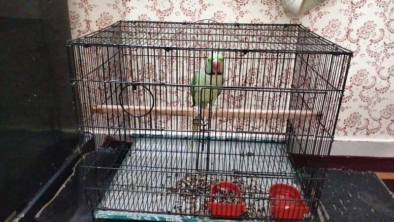 Kashmiri RAW PARROT 6