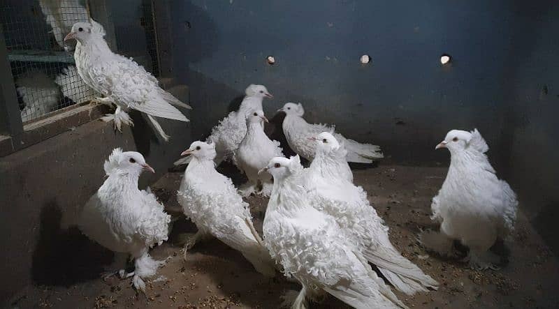 Fancy pigeons for sale 9