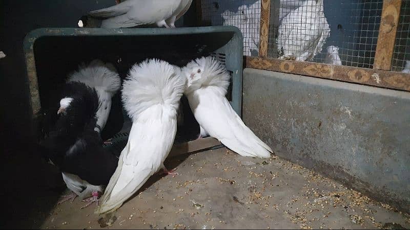 Fancy pigeons for sale 10