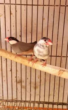 Java breeder pair pied java split albino