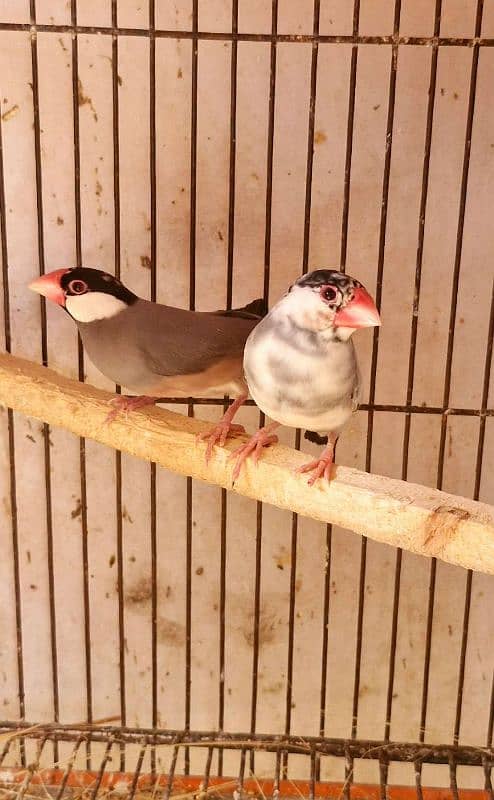 Java breeder pair pied java split albino 0