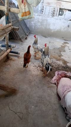 Aseel hen Aseel Murgay for sale