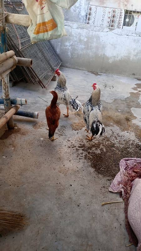 Aseel hen Aseel Murgay for sale 1