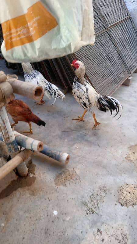 Aseel hen Aseel Murgay for sale 2