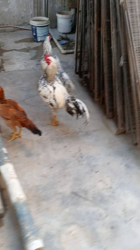 Aseel hen Aseel Murgay for sale 3