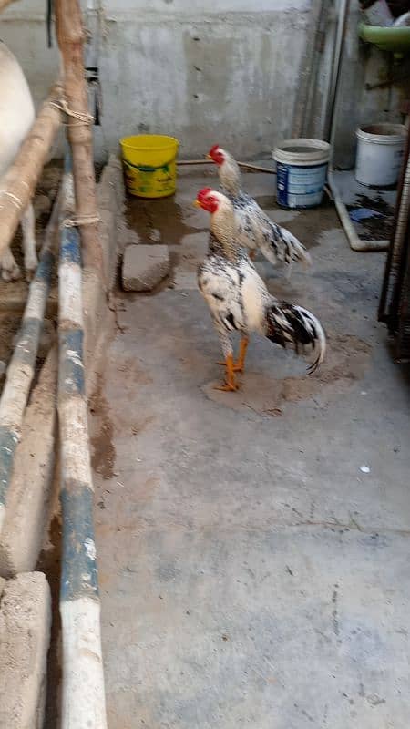 Aseel hen Aseel Murgay for sale 4