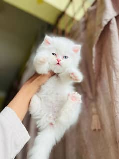 Persian kitten