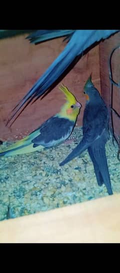 Breeder  ringneck, cocktail pair with chicks pair+ heavy & strong cage