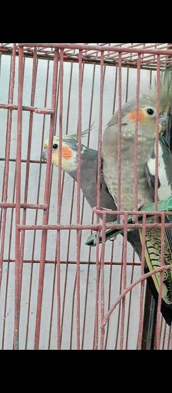 Breeder  ringneck, cocktail pair with chicks pair+ heavy & strong cage 3