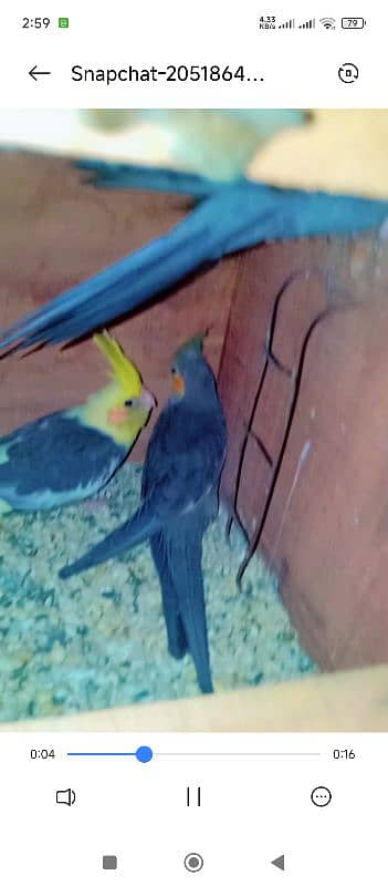 Breeder  ringneck, cocktail pair with chicks pair+ heavy & strong cage 8