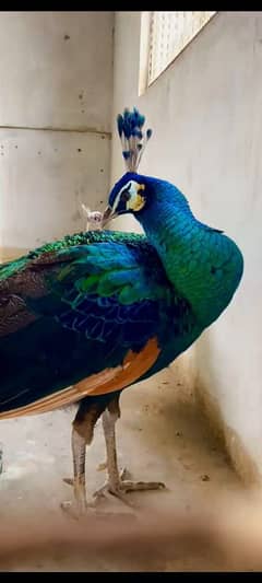 high grade Green Spalding breeder male