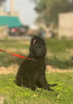 Black German Shepherd