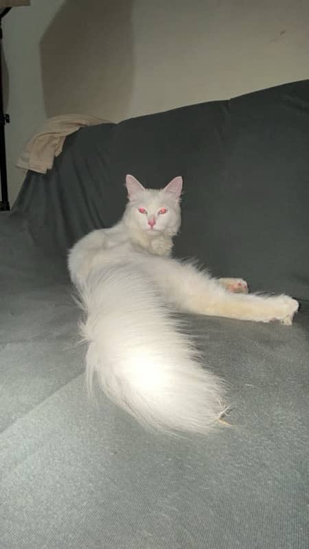 selling my persian cat 1