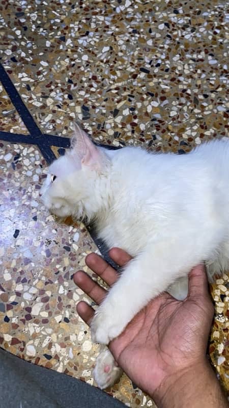 selling my persian cat 2