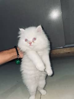 persian kitten