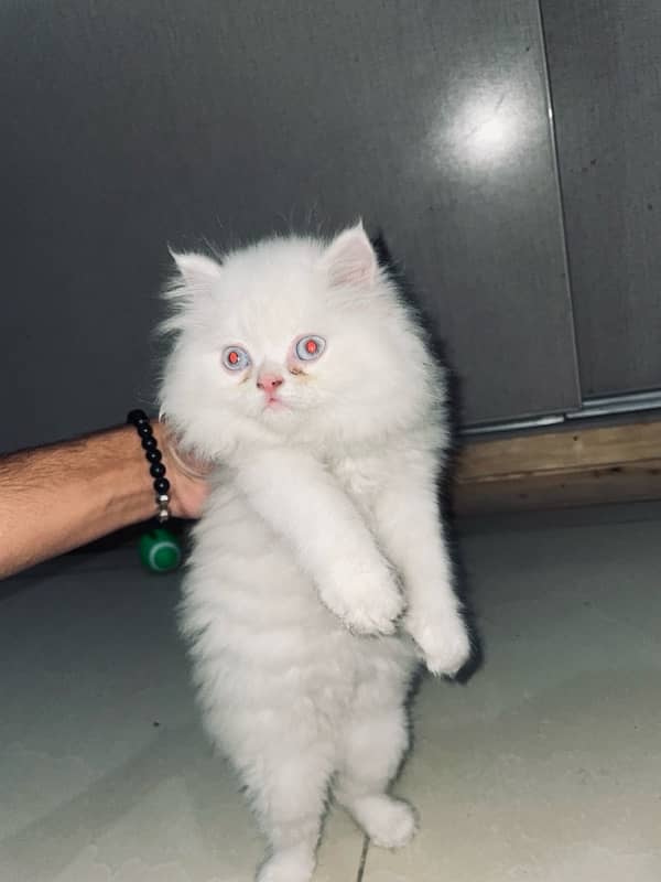 persian kitten 0