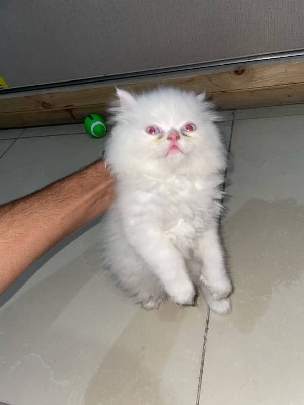 persian kitten 1