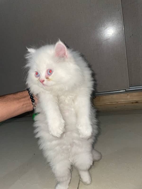 persian kitten 2