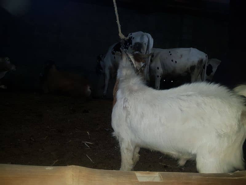 bakra for sale 1