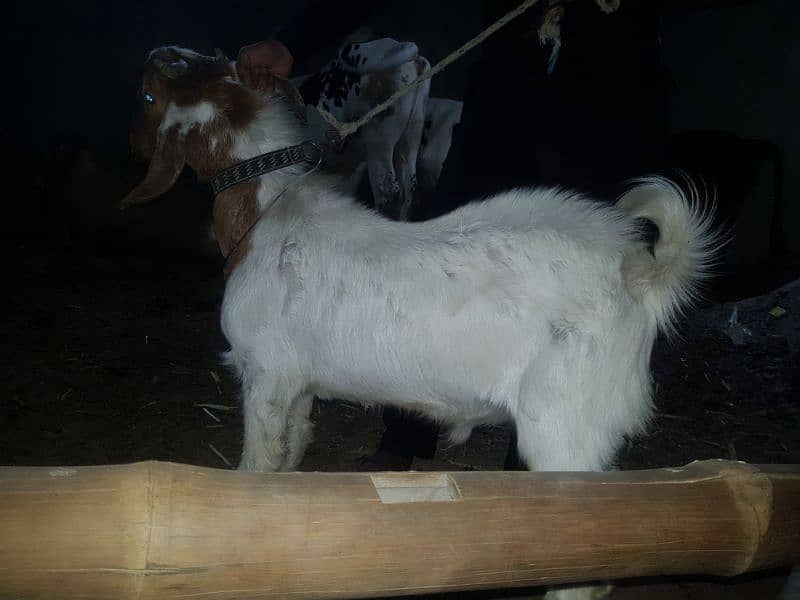 bakra for sale 2