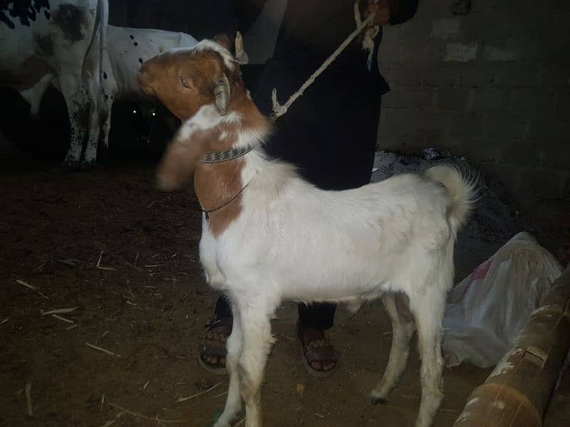 bakra for sale 3