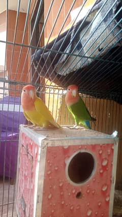 Latino love birds red eyes for sale5 pair sb ny eggs diya 1/ka 2chicks