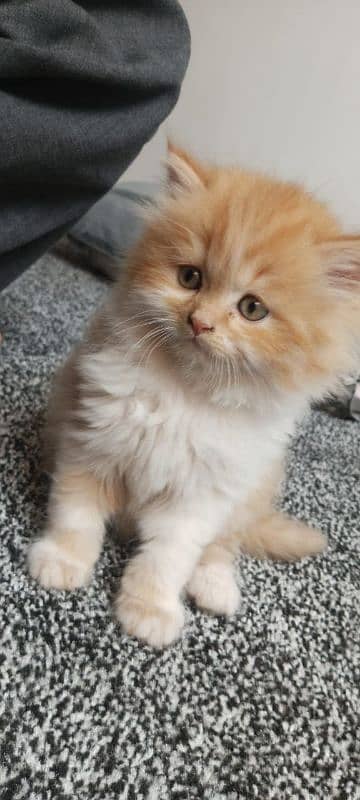 Cat/ Persian/ kittens/ Punch face/ triple coated'/ Blue Eyes/ Baby/ 0