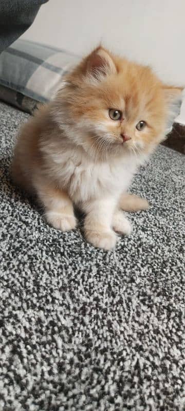 Cat/ Persian/ kittens/ Punch face/ triple coated'/ Blue Eyes/ Baby/ 2