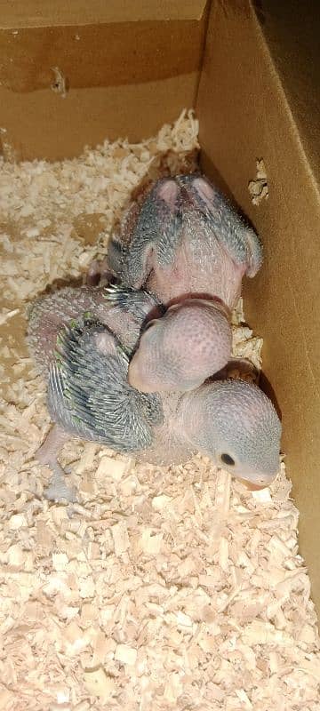 Green Parrot Chicks 0