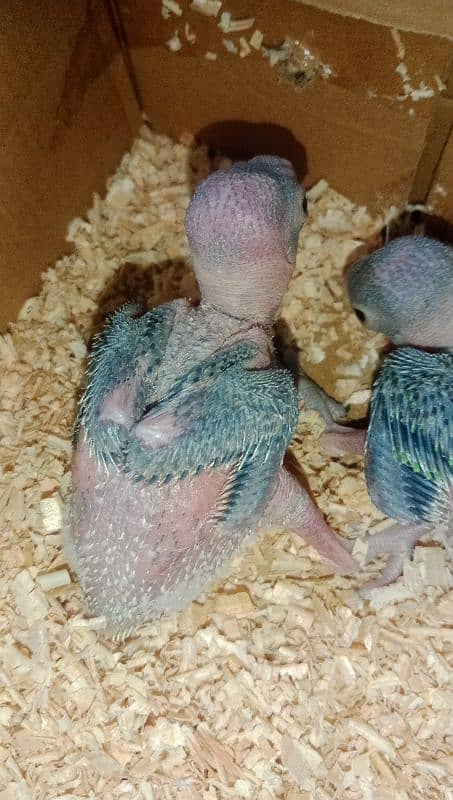 Green Parrot Chicks 1