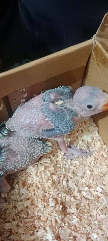 Green Parrot Chicks 3