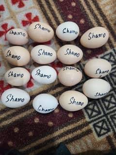 Shamo Eggs