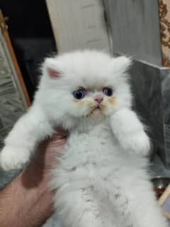 Cat/ Persian/ kittens/ Punch face/ triple coated/+ Blue Eyes/ Baby/